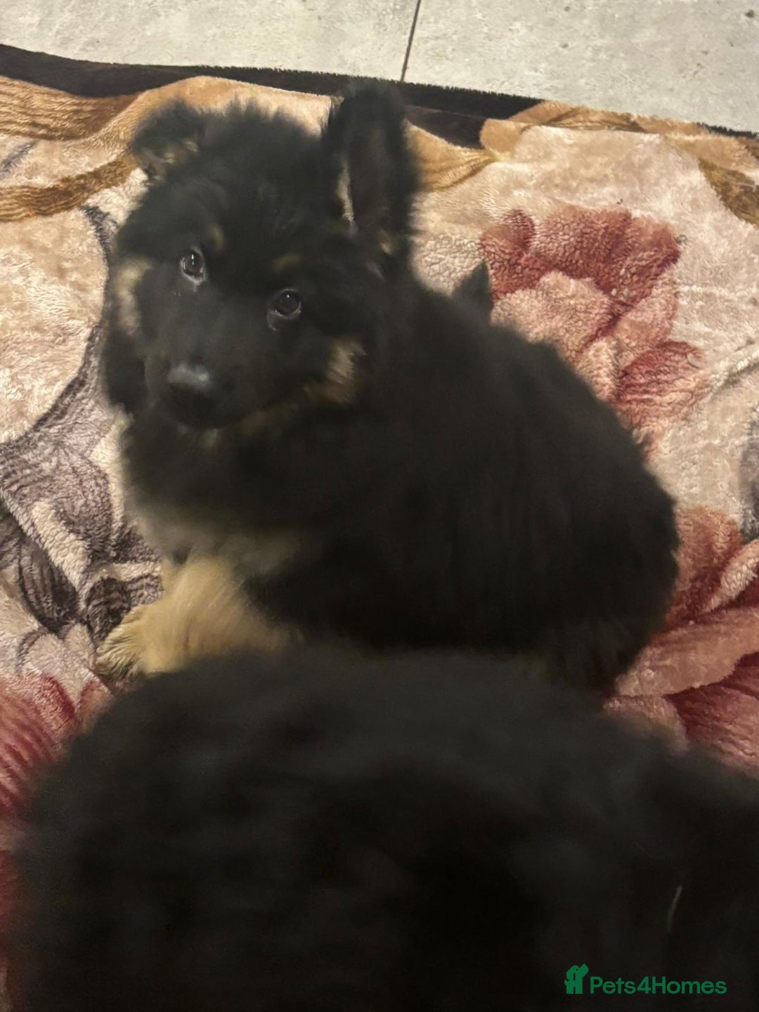 German Shepherd dogs for sale: 2 German Shepard boys  - Advert 18