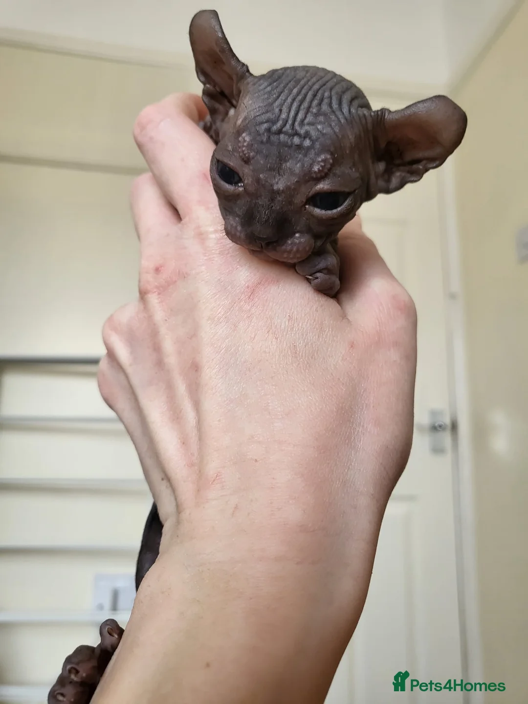 Sphynx cats for stud: Black tabby Sphynx Elf for STUD in Oldham - Advert 16