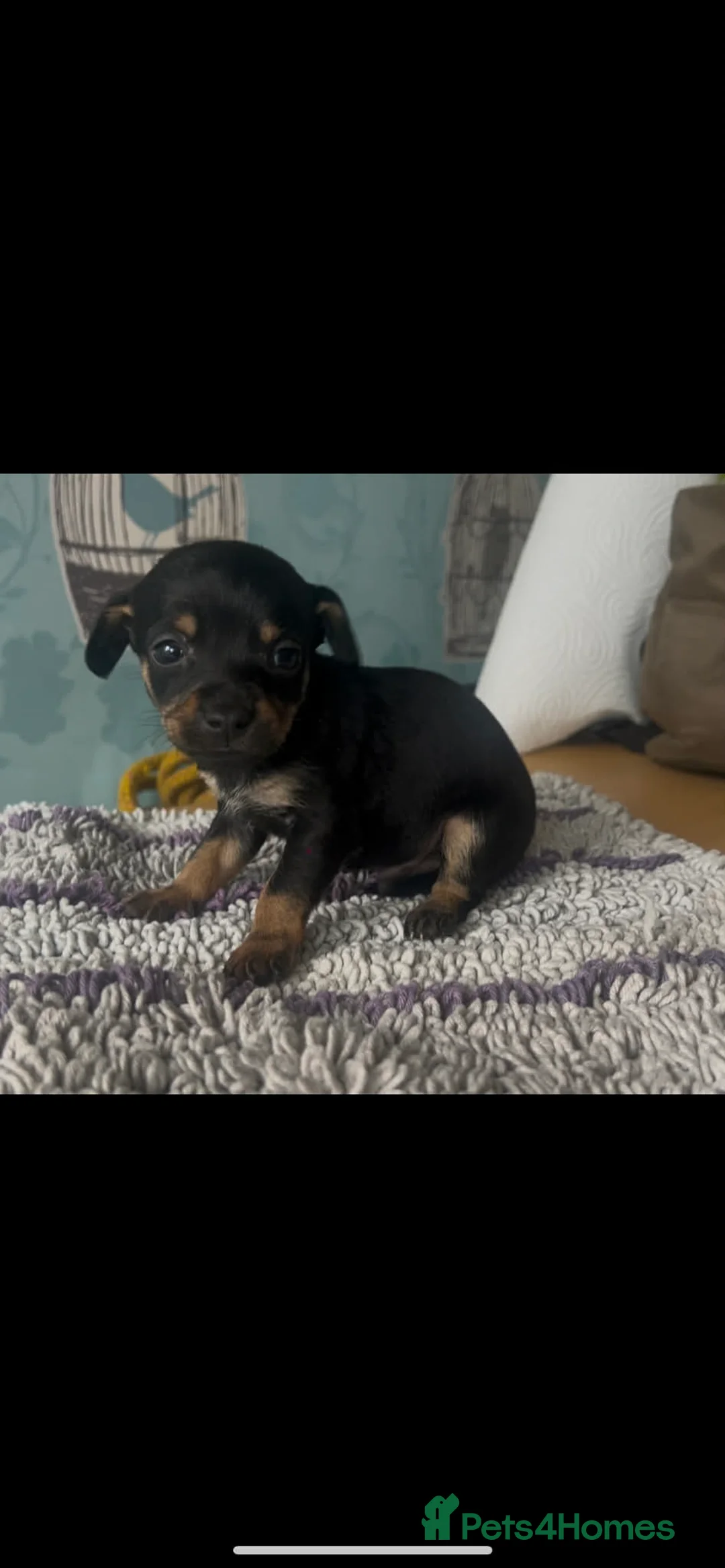 Mixed Breed dogs for sale: 5 cockapoo x chihuahua puppies - Advert 4