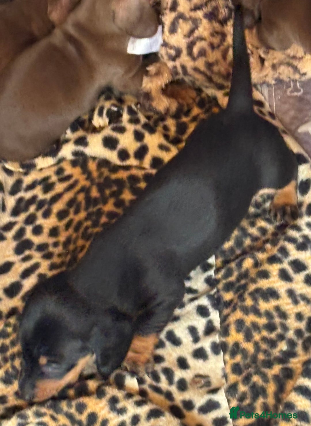 Miniature Dachshund dogs for sale: Miniature dachshund smooth hair pups  - Image 32