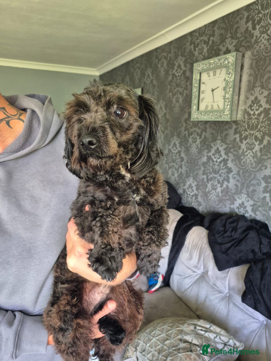 Cockapoo dogs for sale: 3 year old cockapoo  - Image 2
