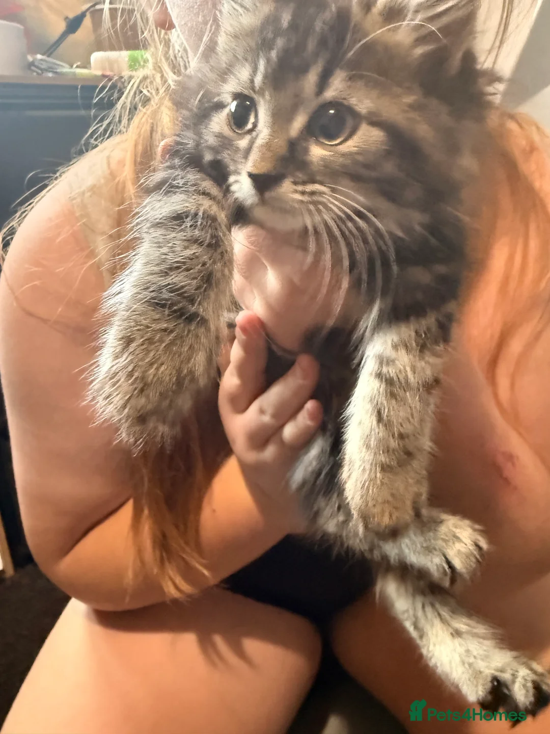 Maine Coon cats for sale: Half Maincoon  - Advert 6