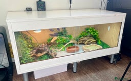 Bearded Dragon reptiles for sale: Sweetest Rankin Dragon needing a new home - Advert 2