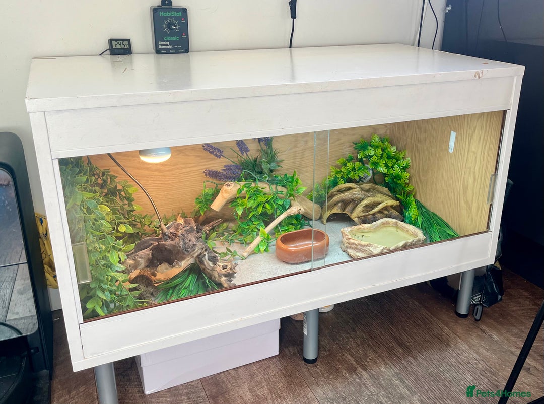 Bearded Dragon reptiles for sale: Sweetest Rankin Dragon needing a new home - Advert 2