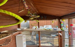 Budgerigars birds for sale: Budgies with an Aviary available. - Image 10