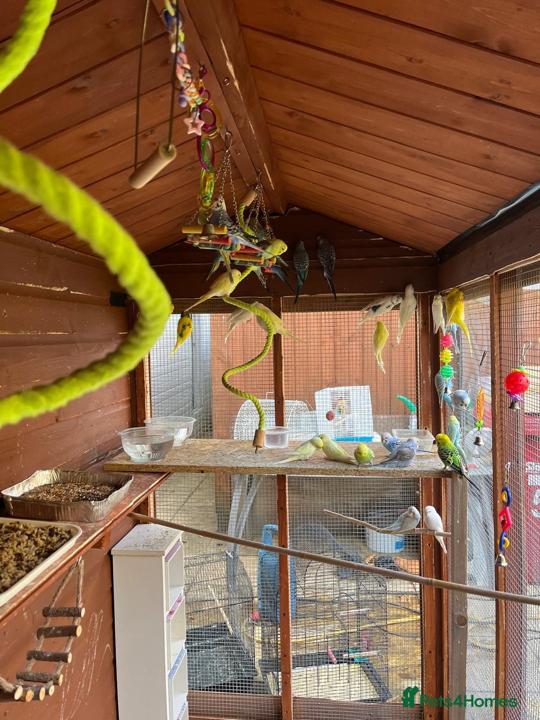 Budgerigars birds for sale: Budgies with an Aviary available. - Image 10