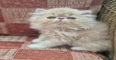 Persian cats - Advert 10