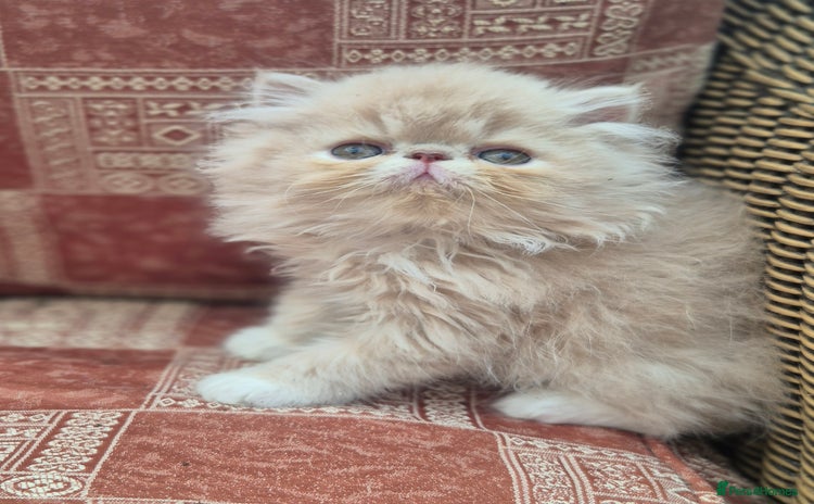 Persian cats - Advert 1