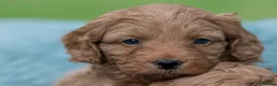 Australian Labradoodle dogs for sale: Australian Labradoodle puppies - Advert 17
