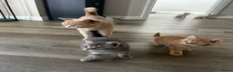 British Shorthair cats for sale: Pedigree British Shorthair Kittens - Advert 9