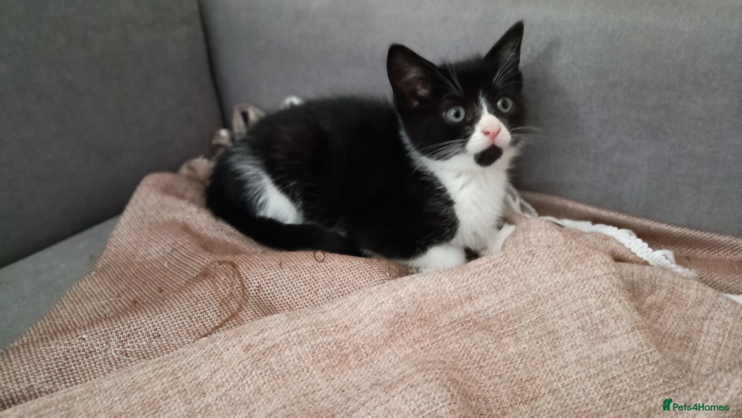 Mixed Breed cats for sale: Adorable kittens  - Image 19