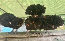 Chickens poultry for sale: Poland Bantams Available  in High Wycombe - Image 2
