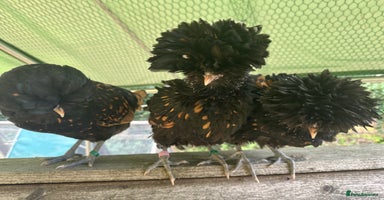 Chickens poultry in High Wycombe - Advert 7