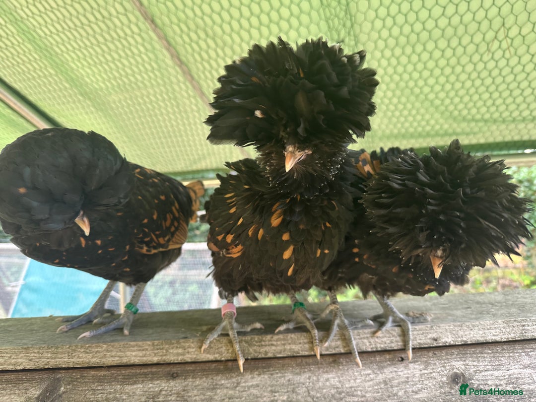 Chickens poultry for sale: Poland Bantams Available  in High Wycombe - Image 2
