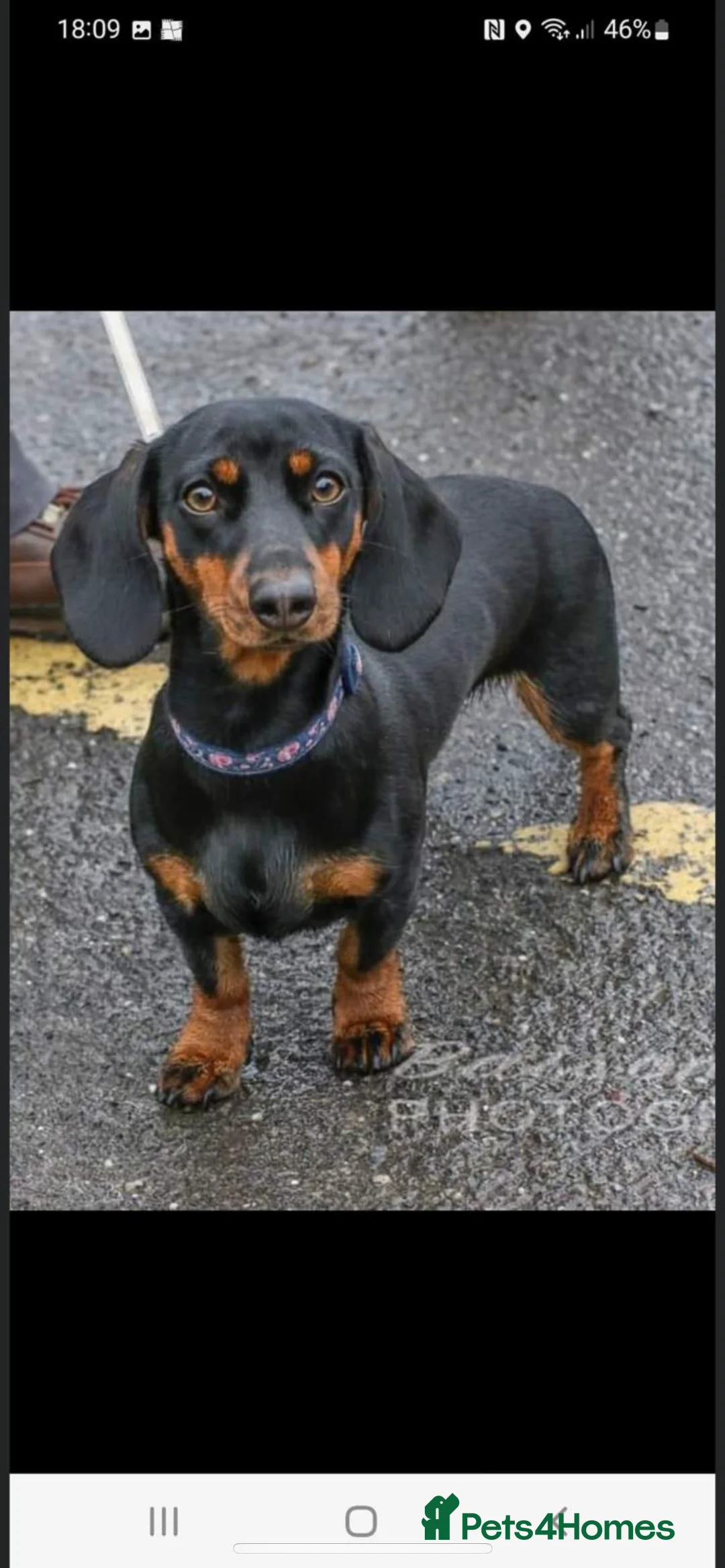 Miniature Dachshund dogs for sale: 🐾 Exceptional KC Miniature Dachshund Puppies ✨ - Advert 2