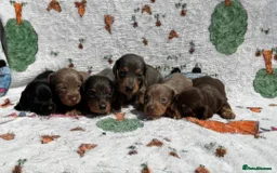 Dachshund dogs for sale: STUNNING LONG HAIRED MINIS - Image 1