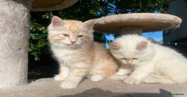 Siberian cats - Advert 1
