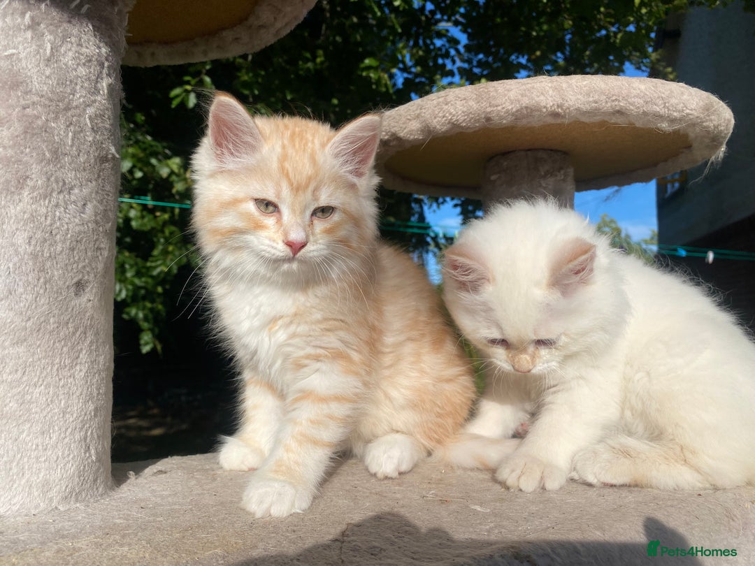 Siberian cats for sale: x5 Adorable Pure Siberian Kittens to re-home😻 - Image 3