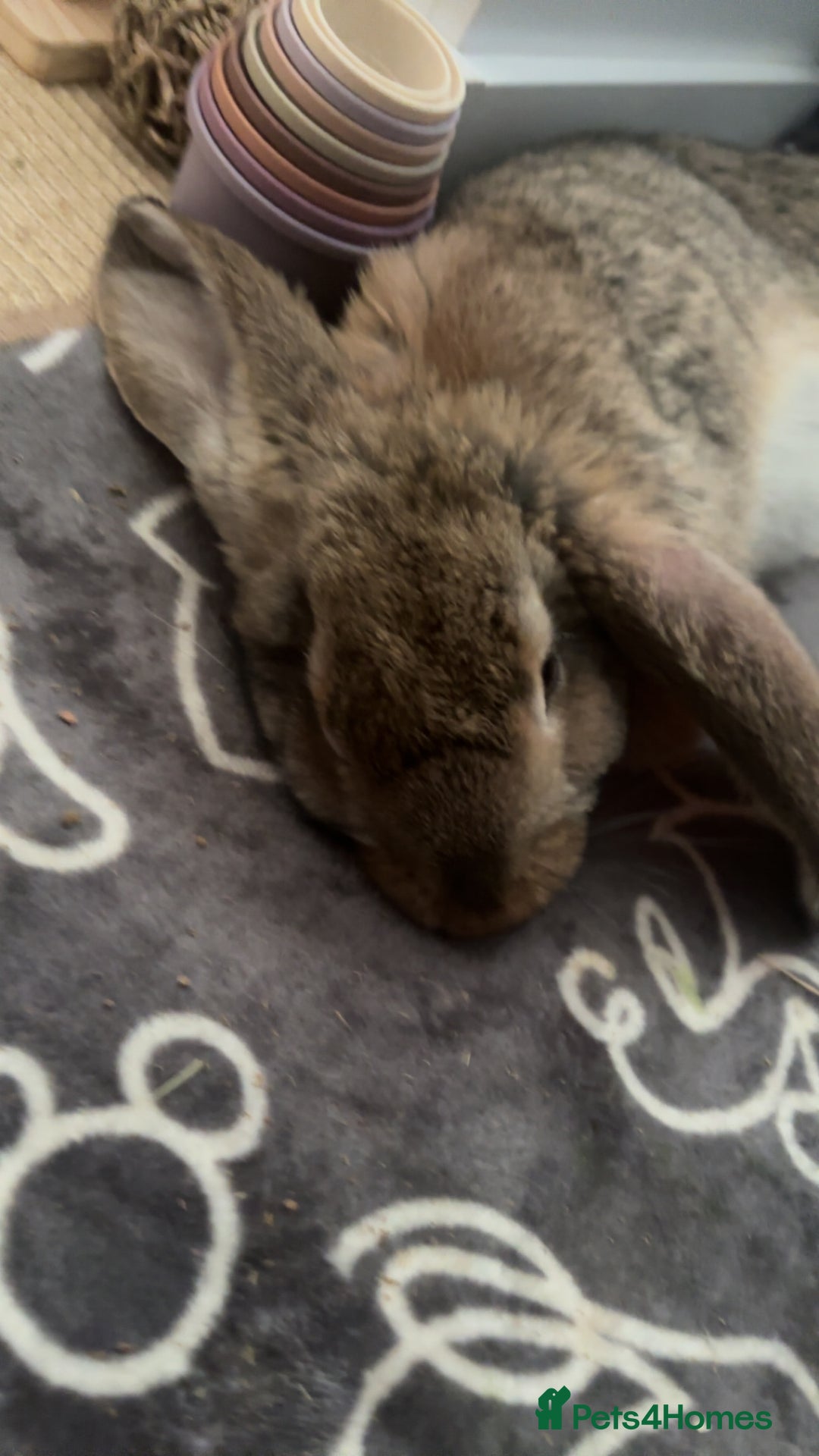 Continental Giant rabbits for sale: Hi, this is Míro, the Continental Giant! - Image 9