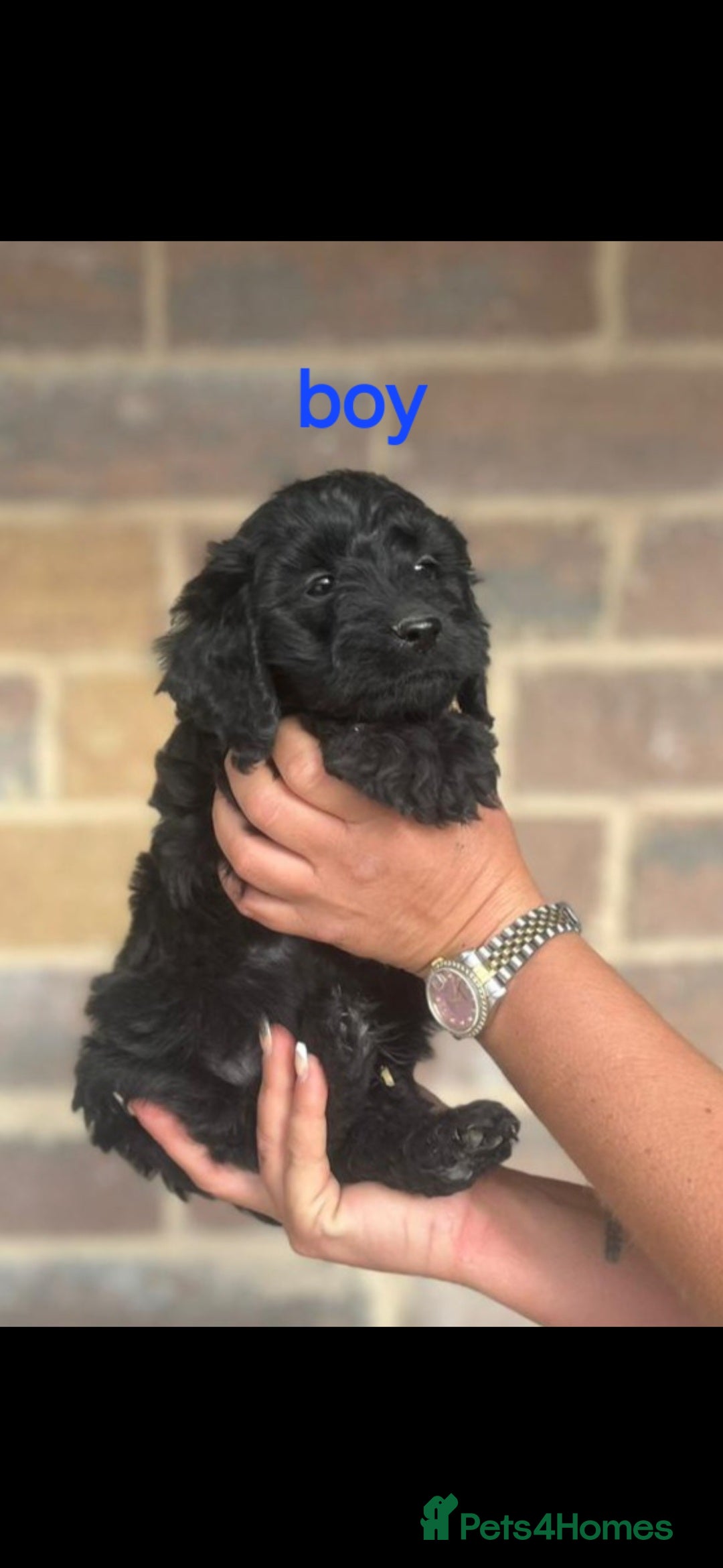 Cockapoo dogs for sale: F1 Cockapoos  - Image 3