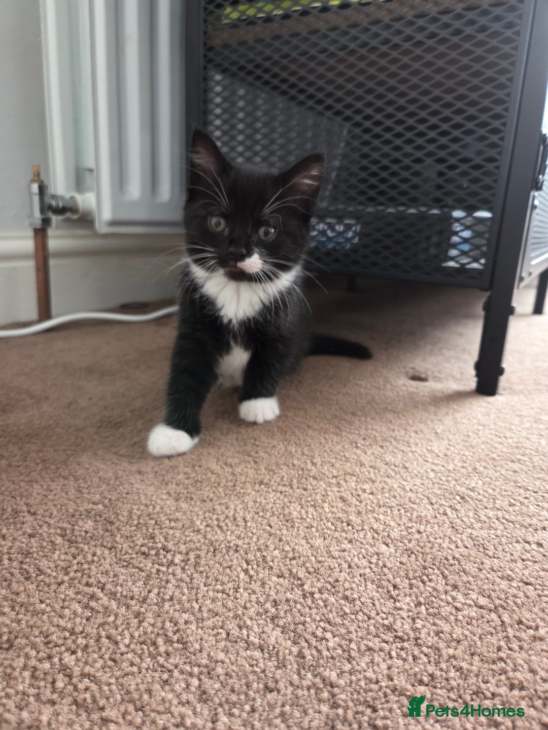 Mixed Breed cats for sale: Kittns  - Advert 9