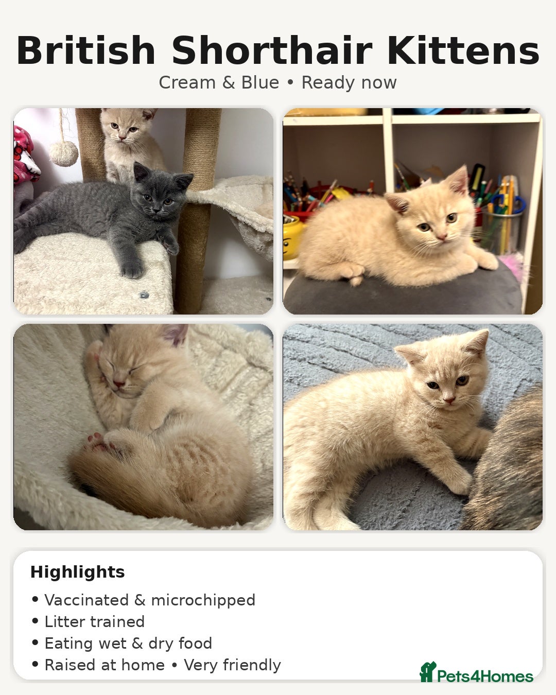 British Shorthair cats Microchipped + Vaccinated 23/12 – Ready now - Advert 3