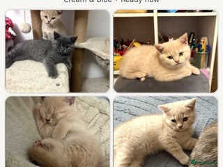 British Shorthair cats Microchipped + Vaccinated 23/12 – Ready now - Advert 3