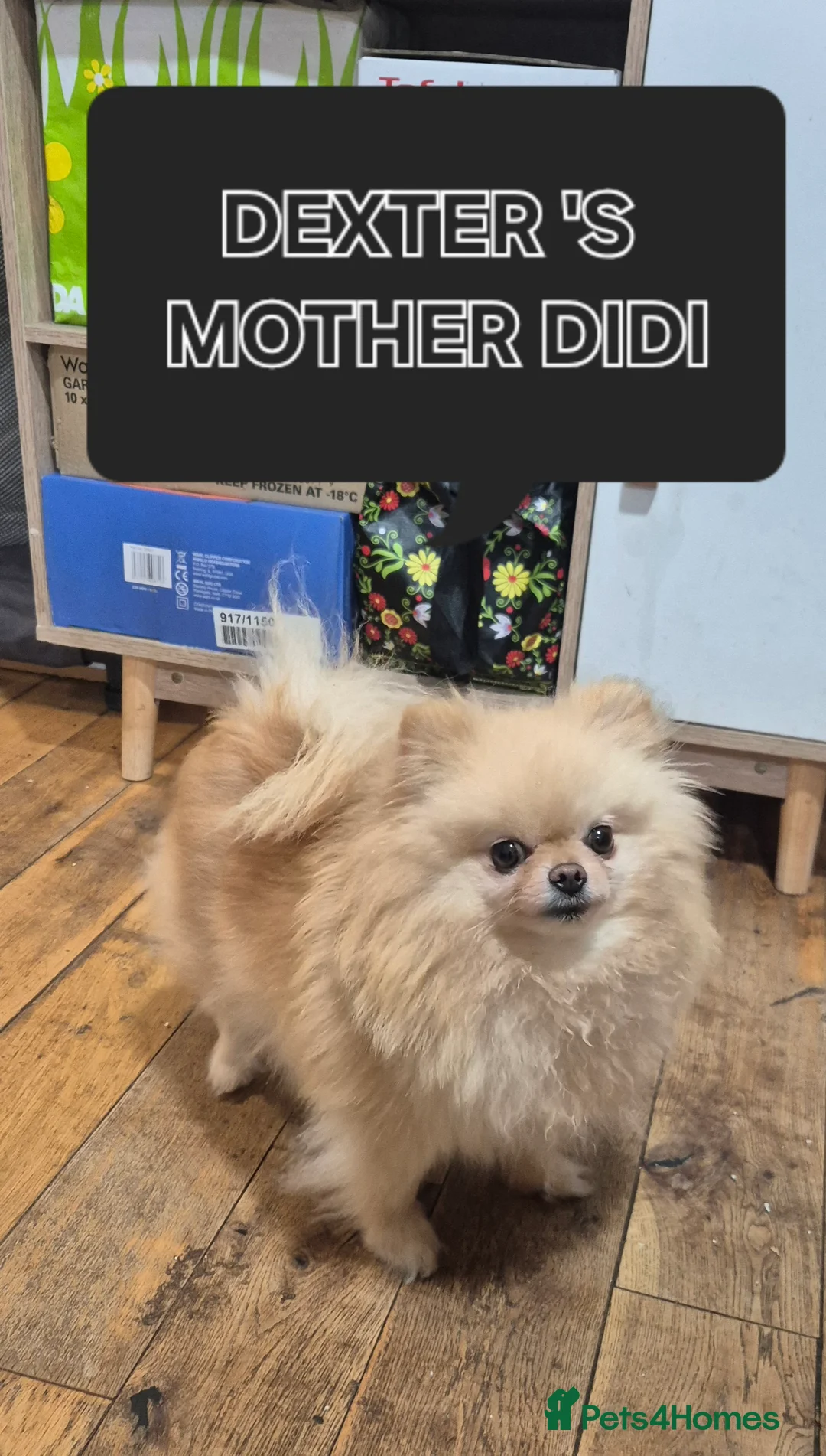 Pomeranian dogs for stud: Very, very sexsy mini Pomeranian 🧸 boys for stud in Boston - Advert 7