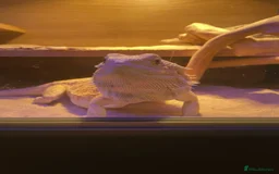 Bearded Dragon reptiles for sale: 5+ year old bearded dragon  - Image 2