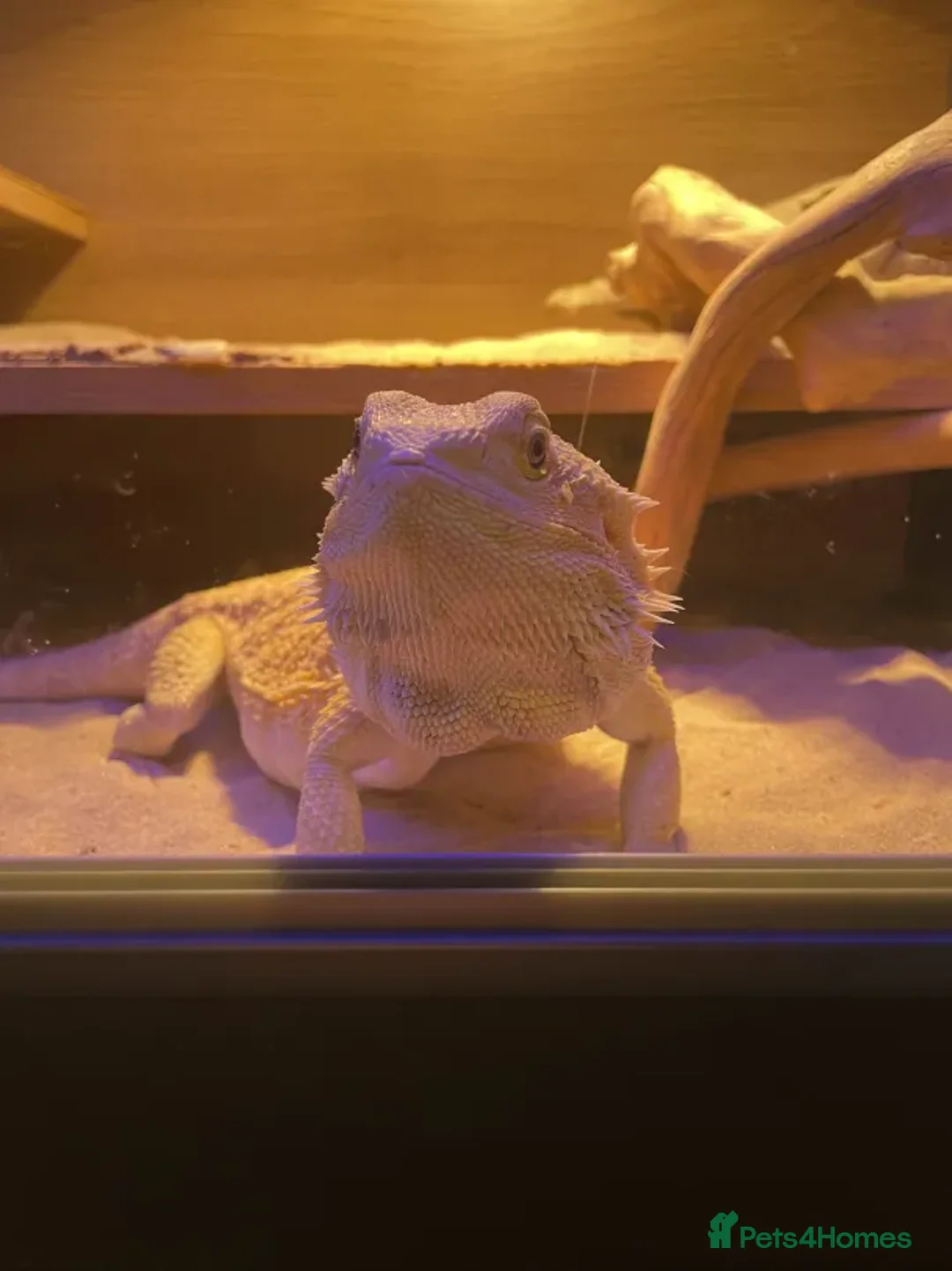 Bearded Dragon reptiles for sale: 5+ year old bearded dragon  - Image 2