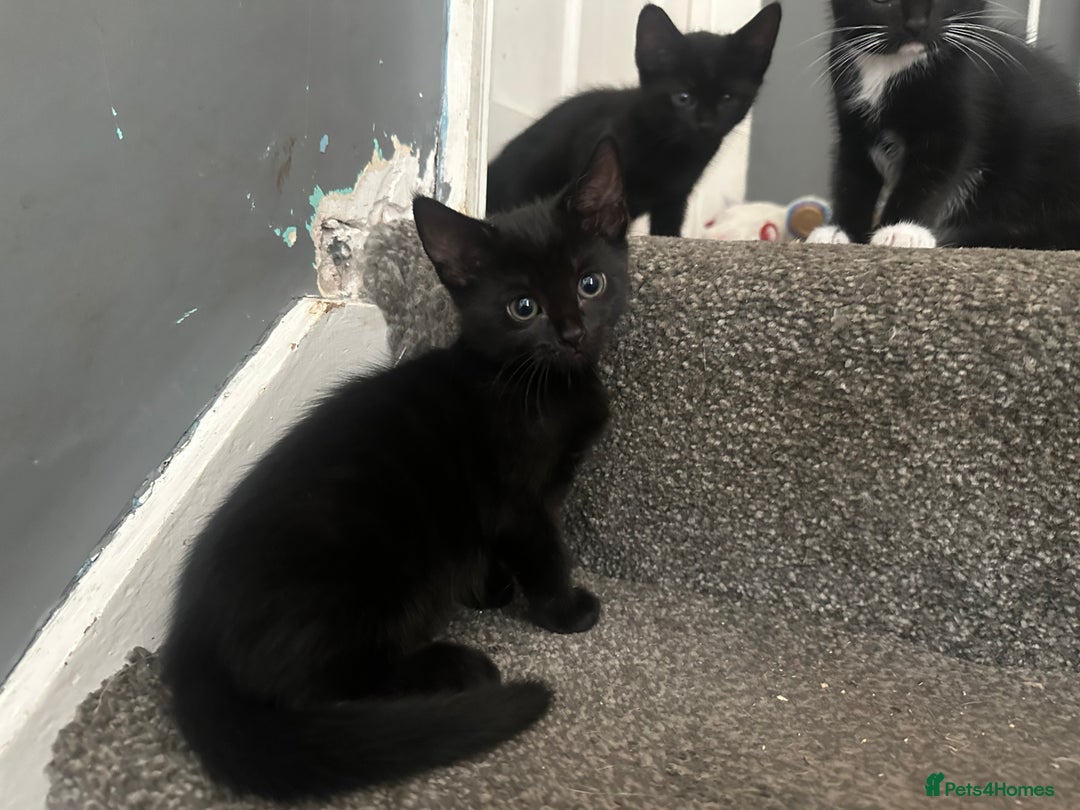 Mixed Breed cats for sale: Lovely kittens - Image 3