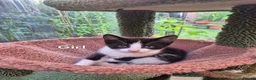 Mixed Breed cats for sale: Lovely kitten looking for new home  - Advert 5