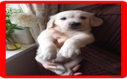 Golden Retriever dogs for sale: Golden Retriever Puppies - Mum & Dad family pets - Image 6