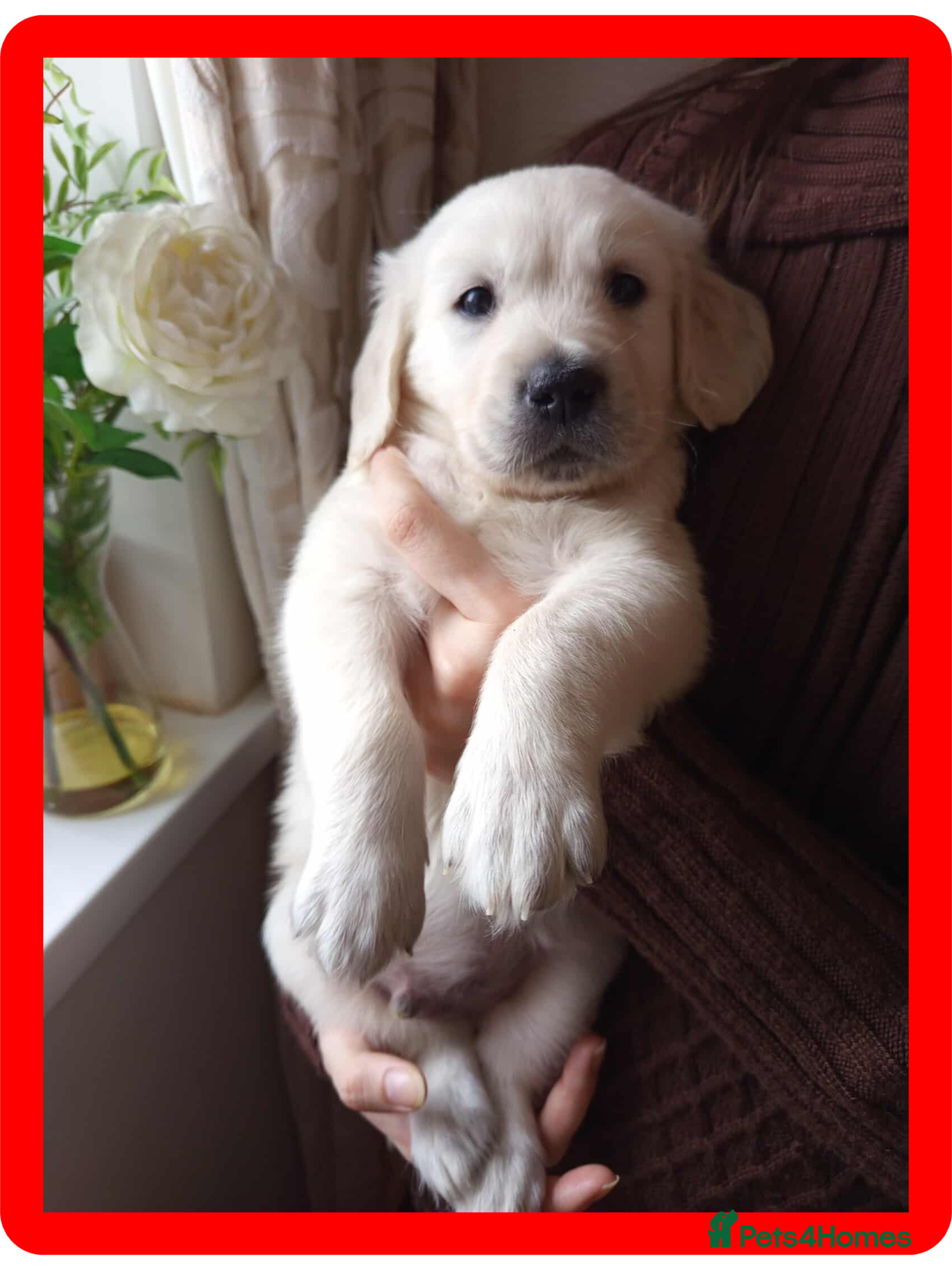 Golden Retriever dogs for sale: Golden Retriever Puppies - Mum & Dad family pets - Image 6