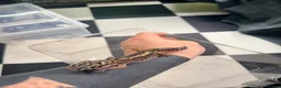 Leopard Gecko reptiles for sale: Mixed baby Leopard Geckos & 1 Black night - Advert 13