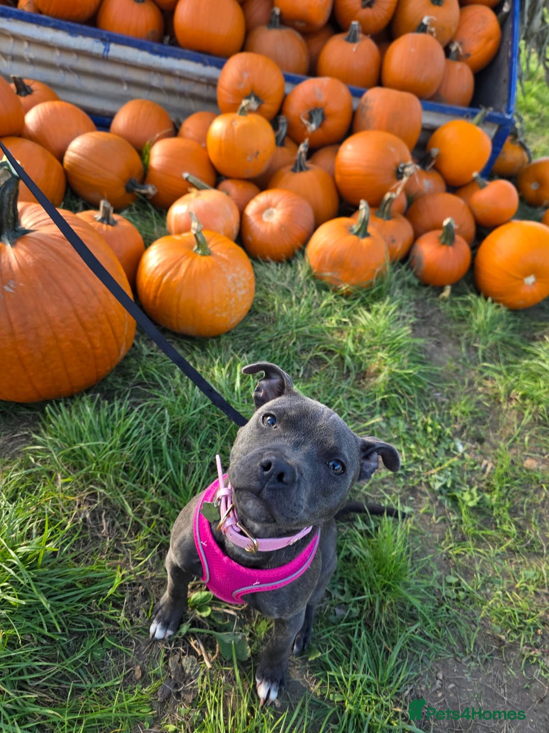 Staffordshire Bull Terrier dogs for sale: LUNA THE STAFFORDSHIRE BULL TERRIER  - Advert 4