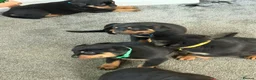 Rottweiler dogs for sale: 🐶🐾 Rottweiler puppies 🐾🐶 - Advert 2