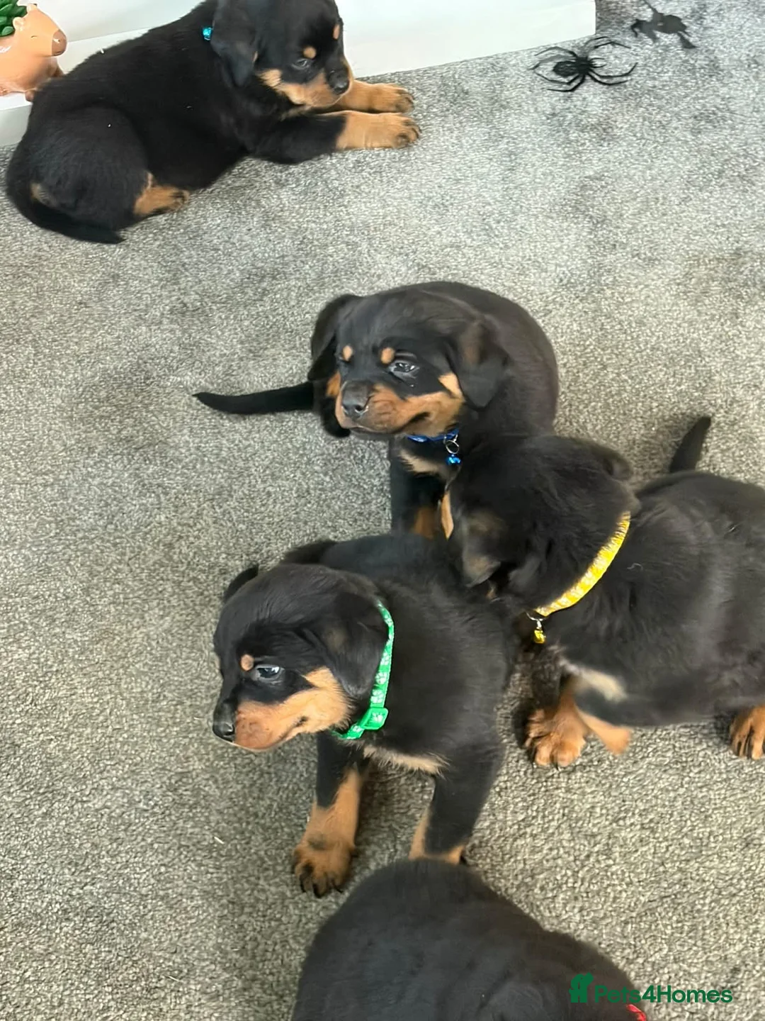 Rottweiler dogs for sale: 🐶🐾 Rottweiler puppies 🐾🐶 - Advert 2
