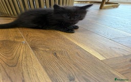Ragdoll cats for sale: Ragdoll mix Bombay  - Image 4