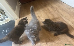 Maine Coon cats for sale: 5 beautiful maine coones  - Image 25