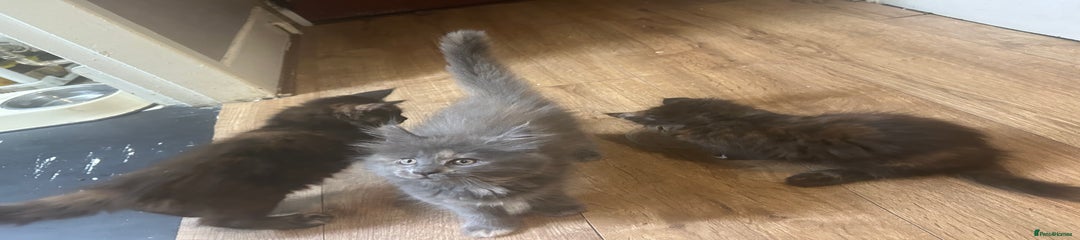 Maine Coon Kitten 3