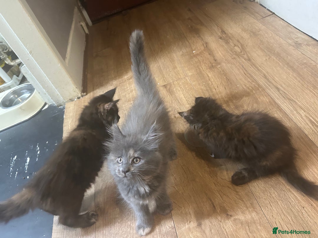 Maine Coon cats for sale: 5 beautiful maine coones  - Image 25