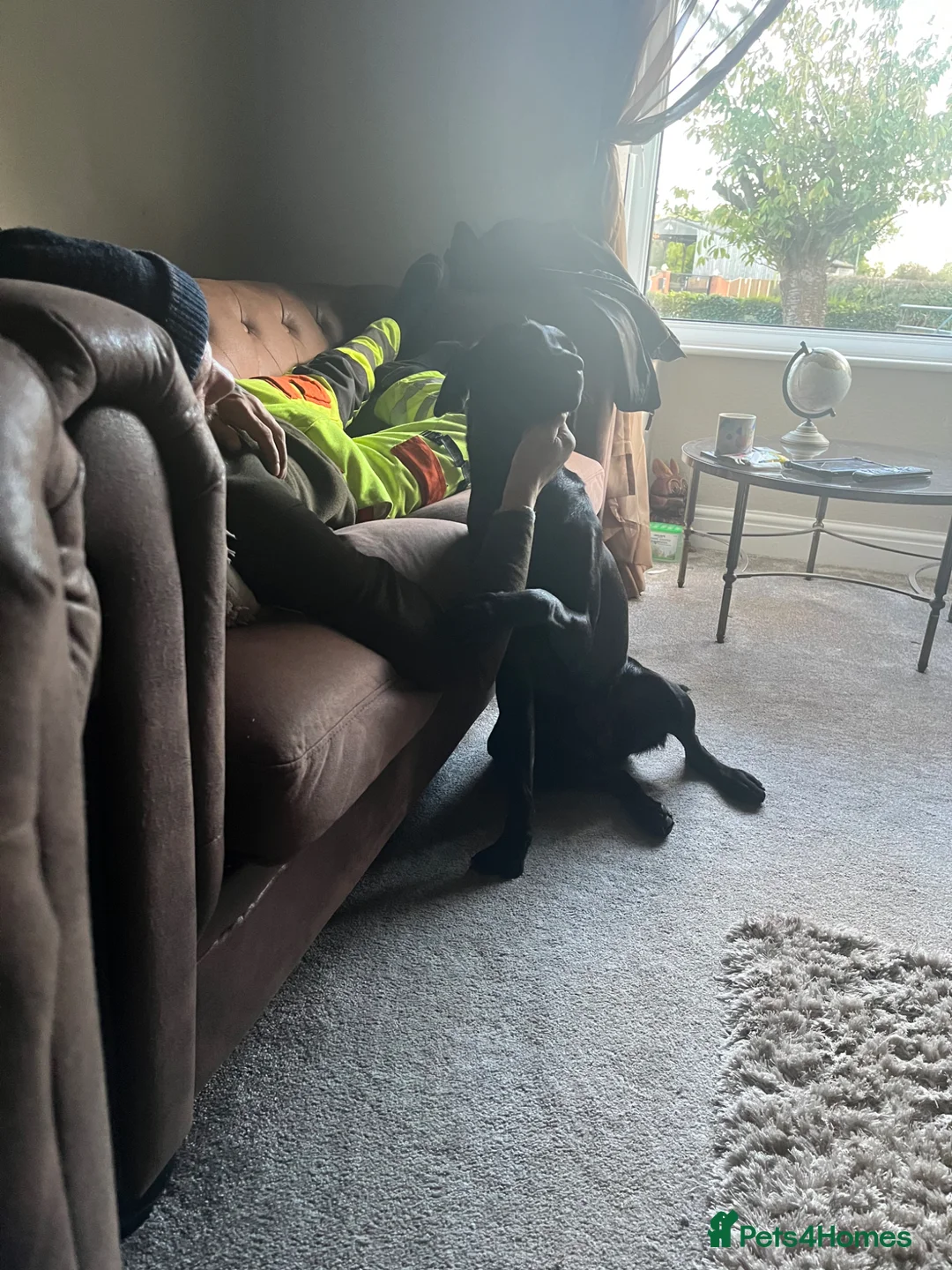 Labrador Retriever dogs for sale: Fraya black lab bitch - Advert 2