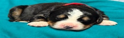 Bernese Mountain Dog dogs for sale: KC Registered Bernese Mountain Dog Puppies - Advert 11