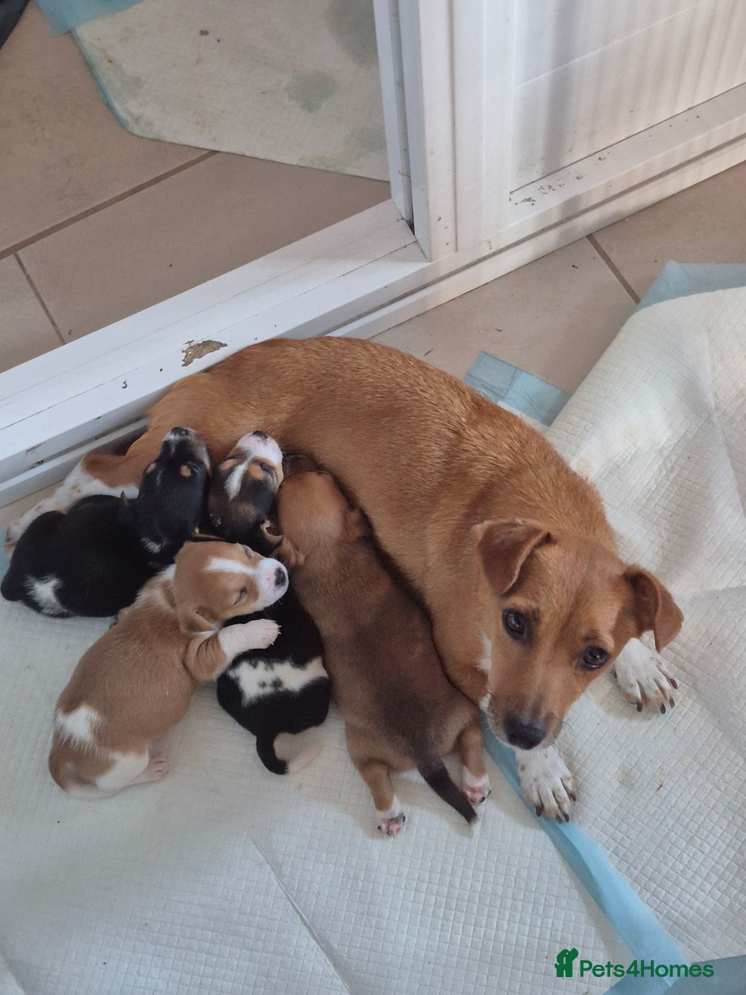 Jack Russell dogs Short legged jack russels - Advert 6