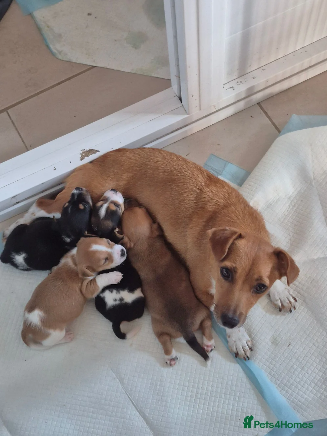 Jack Russell dogs for sale: Short legged jack russels in Harwich - Advert 1
