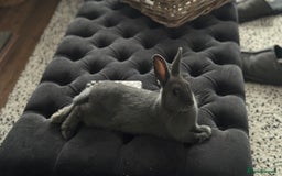 Netherland Dwarf rabbits for sale: Otter blue rabbit - Image 4