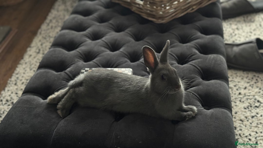 Netherland Dwarf rabbits for sale: Otter blue rabbit - Image 4