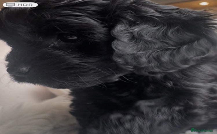 Cavapoo dogs - Advert 1