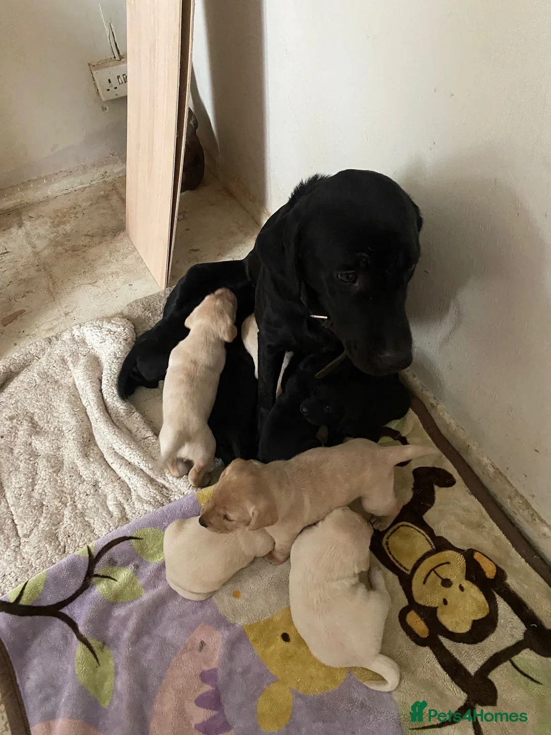 Labrador Retriever dogs for sale: Lovely Labrador puppies  in Bourne - Advert 23